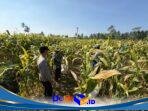 IMG-20260717-WA0052