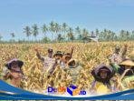 Polisi Tanam dan Panen Bibit Jagung di Candipuro, Dukung Ketahanan Pangan