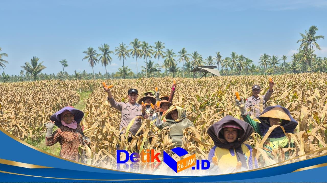 Polisi Tanam dan Panen Bibit Jagung di Candipuro, Dukung Ketahanan Pangan