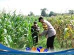 Petani Rembang Hadapi Hama dan Gulma, Bhabinkamtibmas Ikut Turun ke Lahan