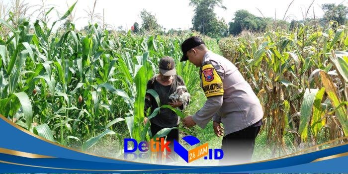 Petani Rembang Hadapi Hama dan Gulma, Bhabinkamtibmas Ikut Turun ke Lahan
