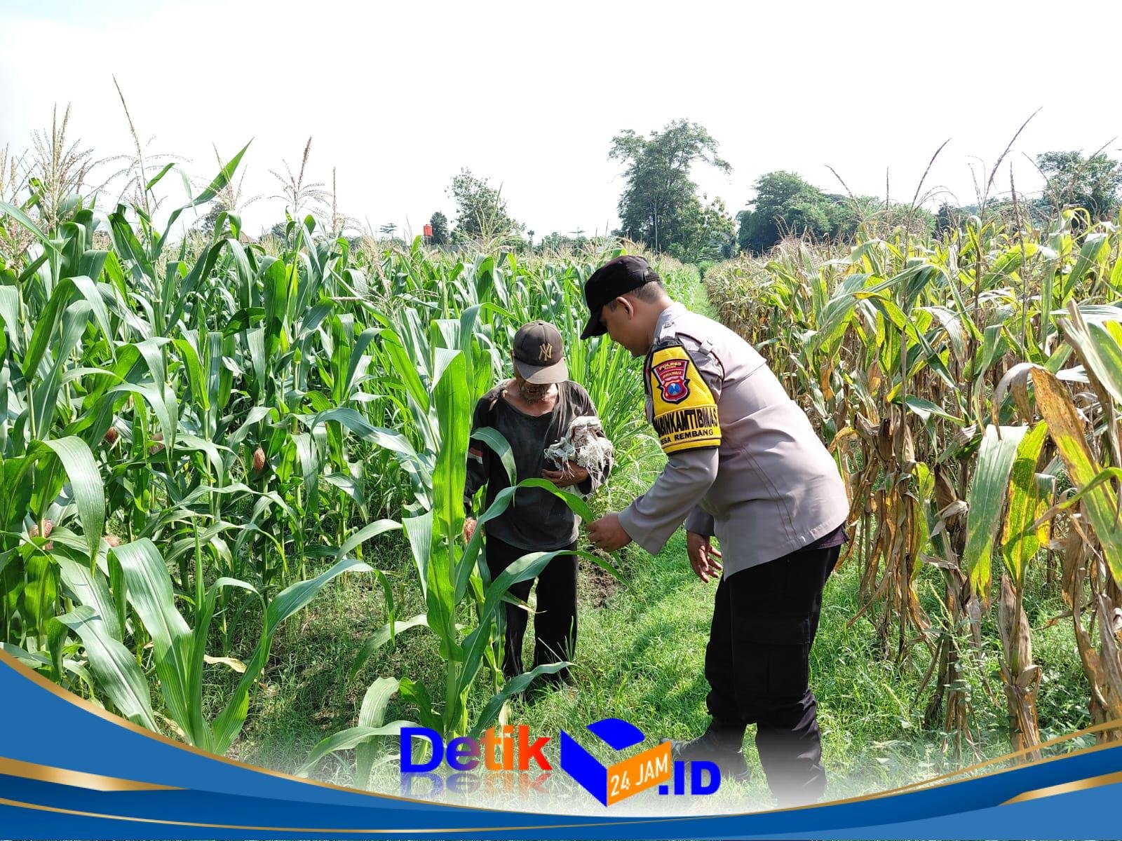 Petani Rembang Hadapi Hama dan Gulma, Bhabinkamtibmas Ikut Turun ke Lahan
