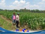 Kawal Program Asta Cita, Bhabinkamtibmas Polsek Sumbersuko Serap Aspirasi Petani Jagung di Desa Kebonsari