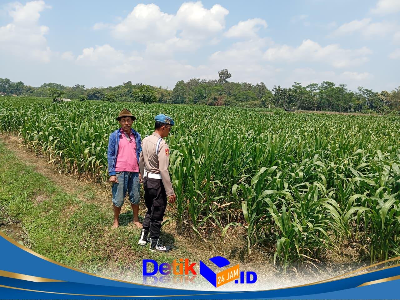 Kawal Program Asta Cita, Bhabinkamtibmas Polsek Sumbersuko Serap Aspirasi Petani Jagung di Desa Kebonsari
